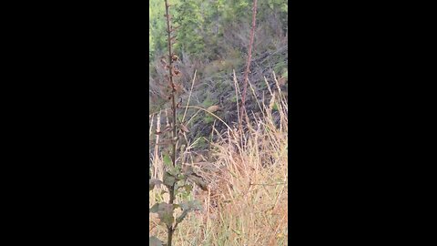 NW Dream Hunt 08-16-2025