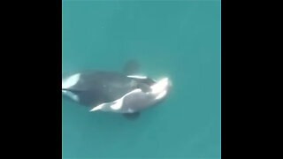 Orca de luto por su cría muerta en el Pacífico
