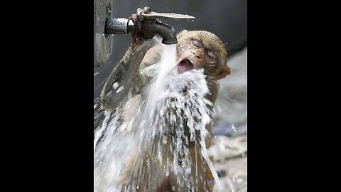 Drunk monkeys