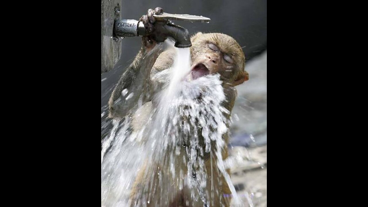 Drunk monkeys