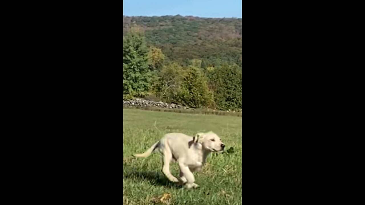 Introducing “Snoopy Q”