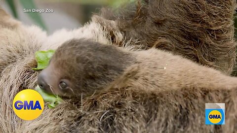 San Diego Zoo announces birth of baby sloth