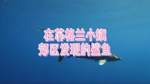 在苏格兰小镇郊区发现的鲨鱼