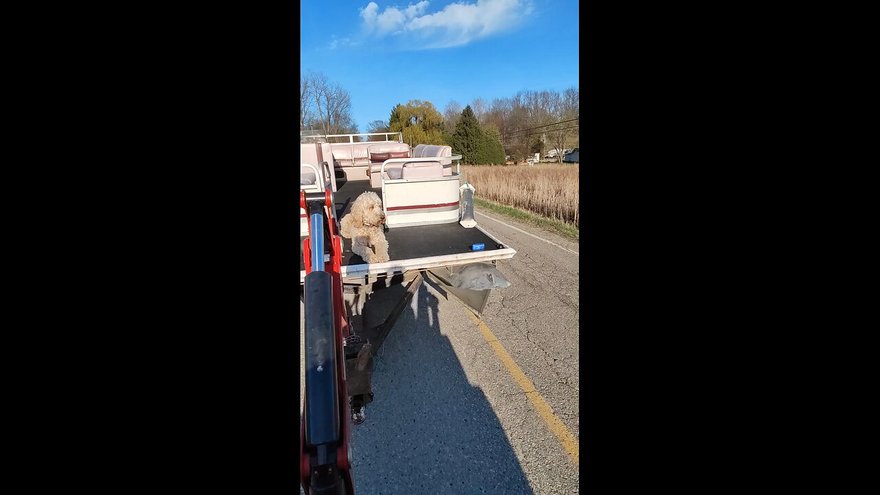 What the heck is Yoshi doing up there??? #barneslake #doggo #yoshidoodledandy #labradoodle #yoshi