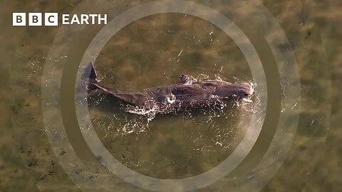 Can This Rescue Boat Save a Dying Sperm Whale? | South Pacific | BBC Earth 