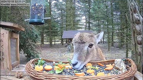 Muffin is eating treats from the bird feeder 🦙 😊