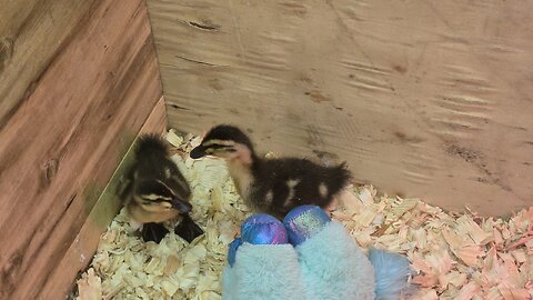 Ducklings 7 days old. Good morning world!