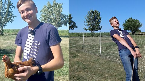 How Many Chicks Can I move? - Homesteading Journey
