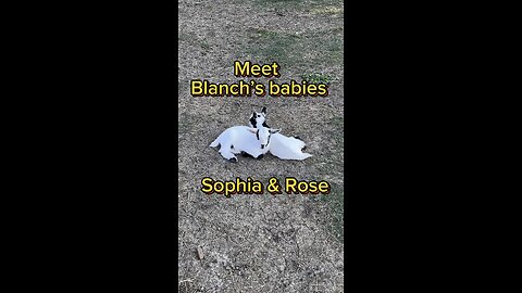 Meet Blanch’s baby girls, Sophia and Rose.