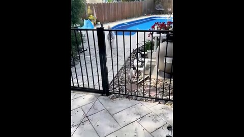 Funny dogs
