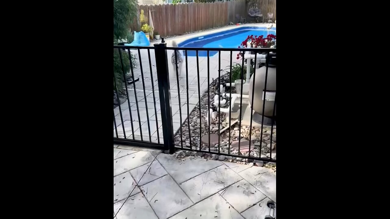 Funny dogs