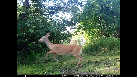 Deer Cam 07-16-2025 Spooked Game Cam Trail Cam