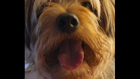 Batman is Speechless #funnydogs #yorkies