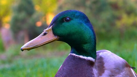 Mallard Duck Drake with Broken and Healed Nose Close-ups 10 Days Apart