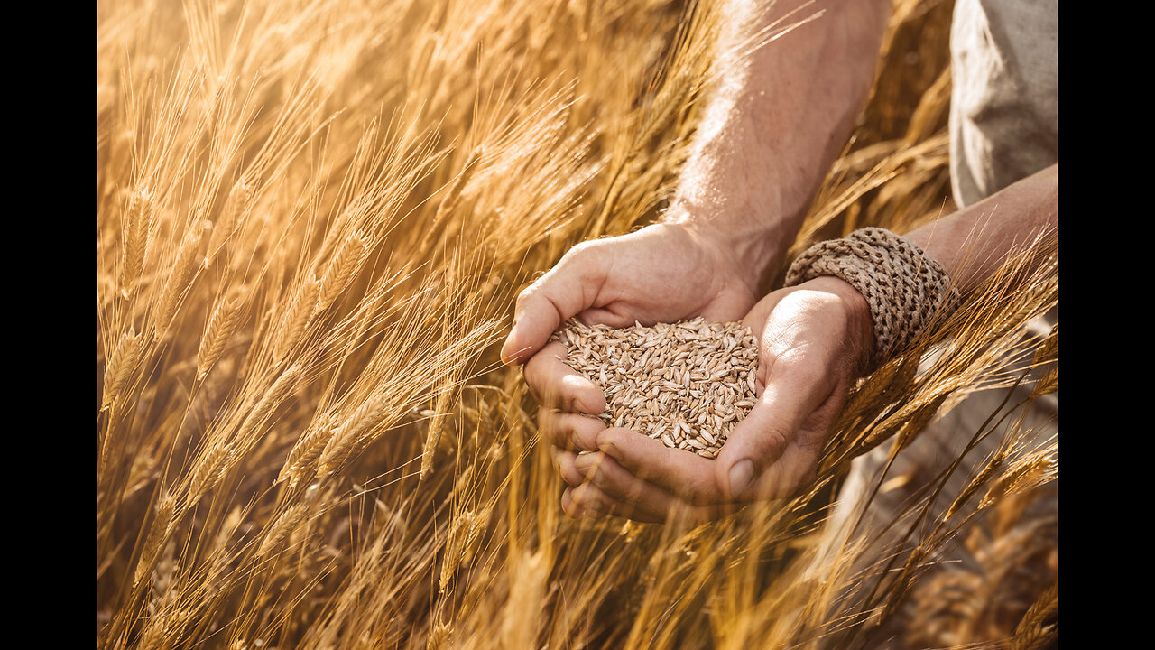 The Grain Offering