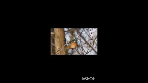 enjoy kingfisher