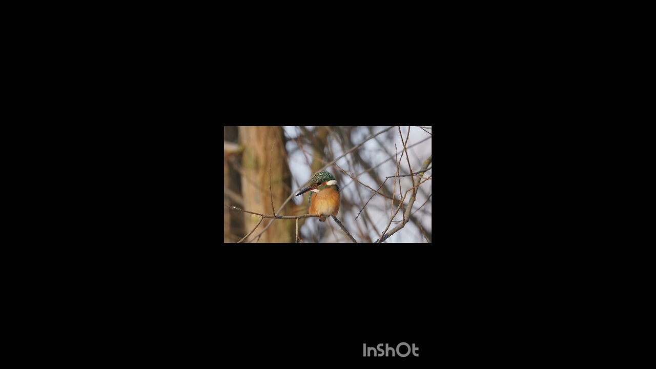 enjoy kingfisher