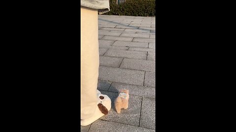 How to walk a cute little kitten #cute #cat #kitty