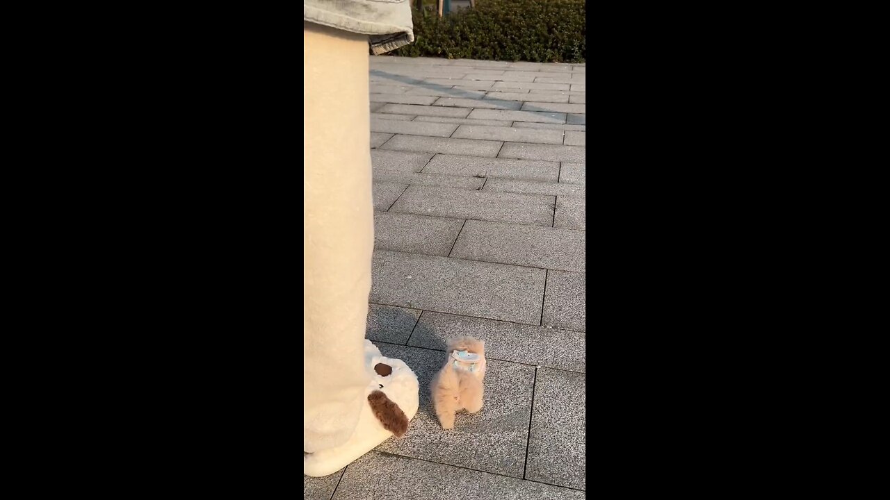 How to walk a cute little kitten #cute #cat #kitty