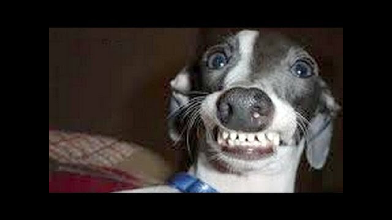 Dogs making funny faces - Funny and cute dog compilation
