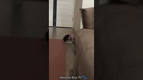 Funny animals 2024😂- Funniest Cats and Dogs Video😹🐶 #39