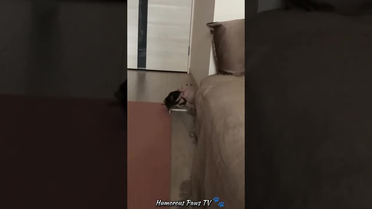 Funny animals 2024😂- Funniest Cats and Dogs Video😹🐶 #39