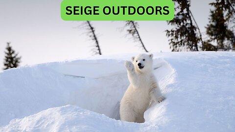 Polar Bear Live Cam!