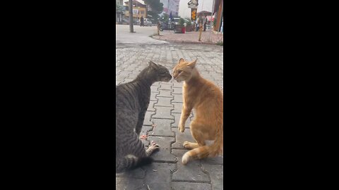 Cat and Cat
