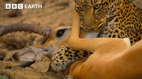 Hyena Tries to Steal Leopard's Kill in Incredible Battle | 4K UHD | BBC Earth