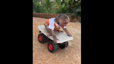 Cute Baby Monkey