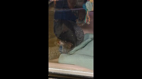 more cats at petsmart