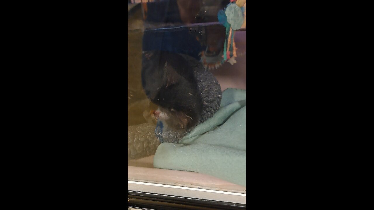 more cats at petsmart