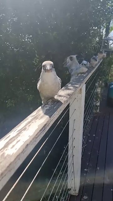 Kookaburra birds