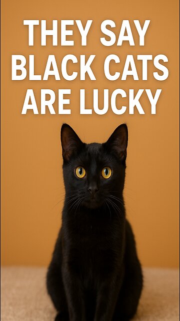 They say they're bad luck... but this kitty changed my life! 🖤🐾