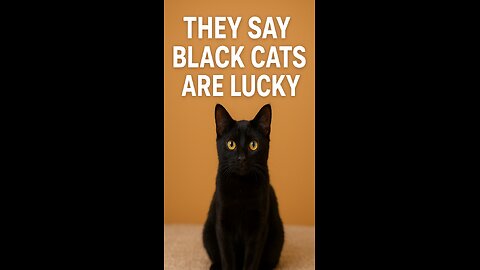 They say they're bad luck... but this kitty changed my life! 🖤🐾