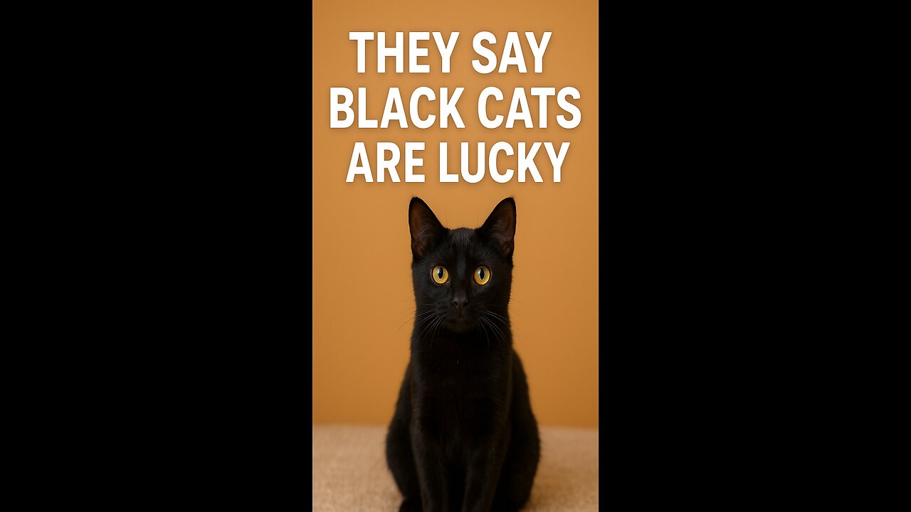 They say they're bad luck... but this kitty changed my life! 🖤🐾