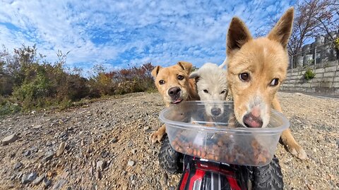 Two brown pups and one little white dog enjoying a full-on feast!