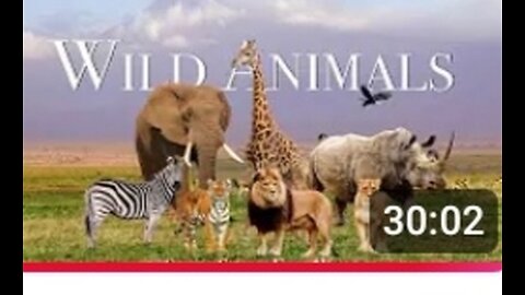 Amazing Scene of Wild Animals In 4K - Scenic Relaxation Film