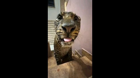 dangerous animal