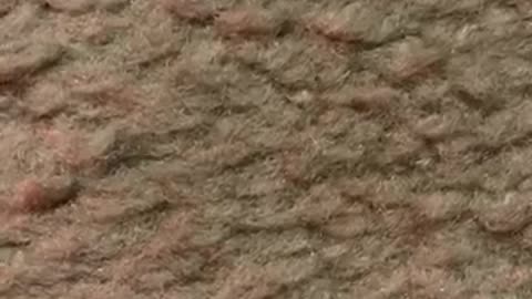 Vatican Christmas Mass