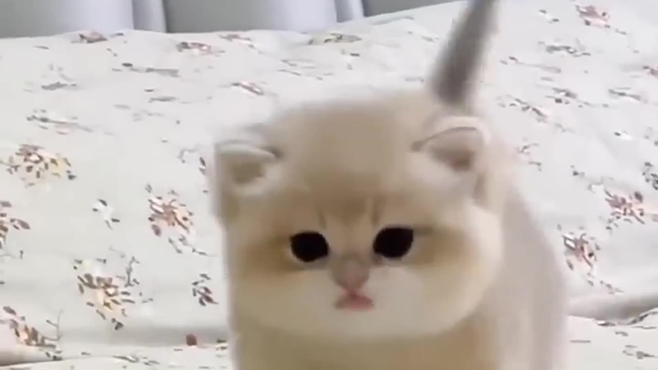 Cute cat and only cat lover