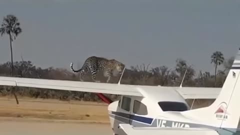 ¡Increíble momento captado en cámara! Nadie podía creer lo que pasó…