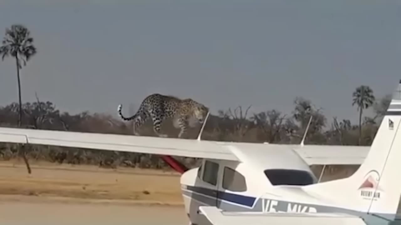 ¡Increíble momento captado en cámara! Nadie podía creer lo que pasó…