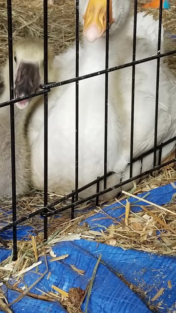 Computer goose. #SparklegleamFarm #Lemongrab #farm #goose #farmanimals #UNACCEPTABLE #cute
