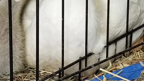 Computer goose. #SparklegleamFarm #Lemongrab #farm #goose #farmanimals #UNACCEPTABLE #cute