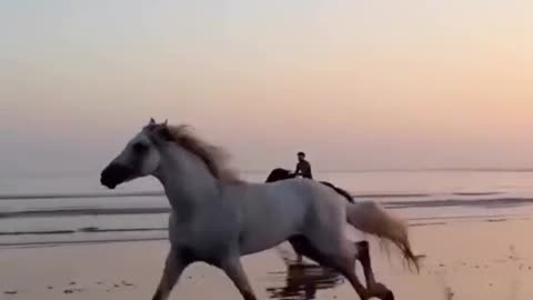 "Most Beautiful Horse Running Ever!"