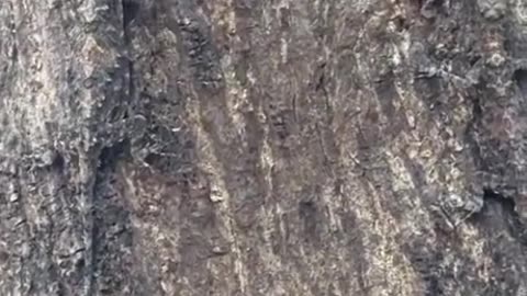 Animal caught on camera