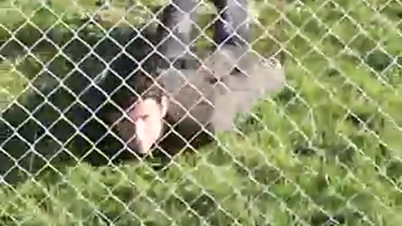 How animals get over a fence 😂 pt1 (With emojis)