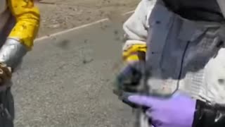Millions of pollinating bees swarm after truck crash