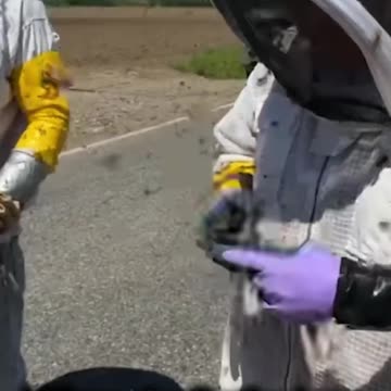 Millions of pollinating bees swarm after truck crash